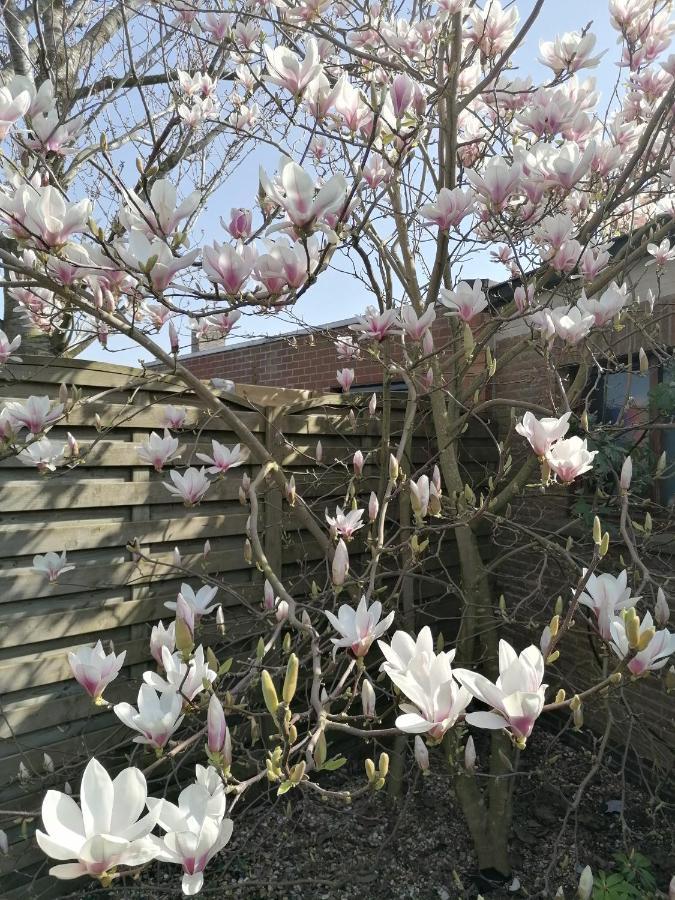 Logies Lily Apartment Oudenburg Exterior foto